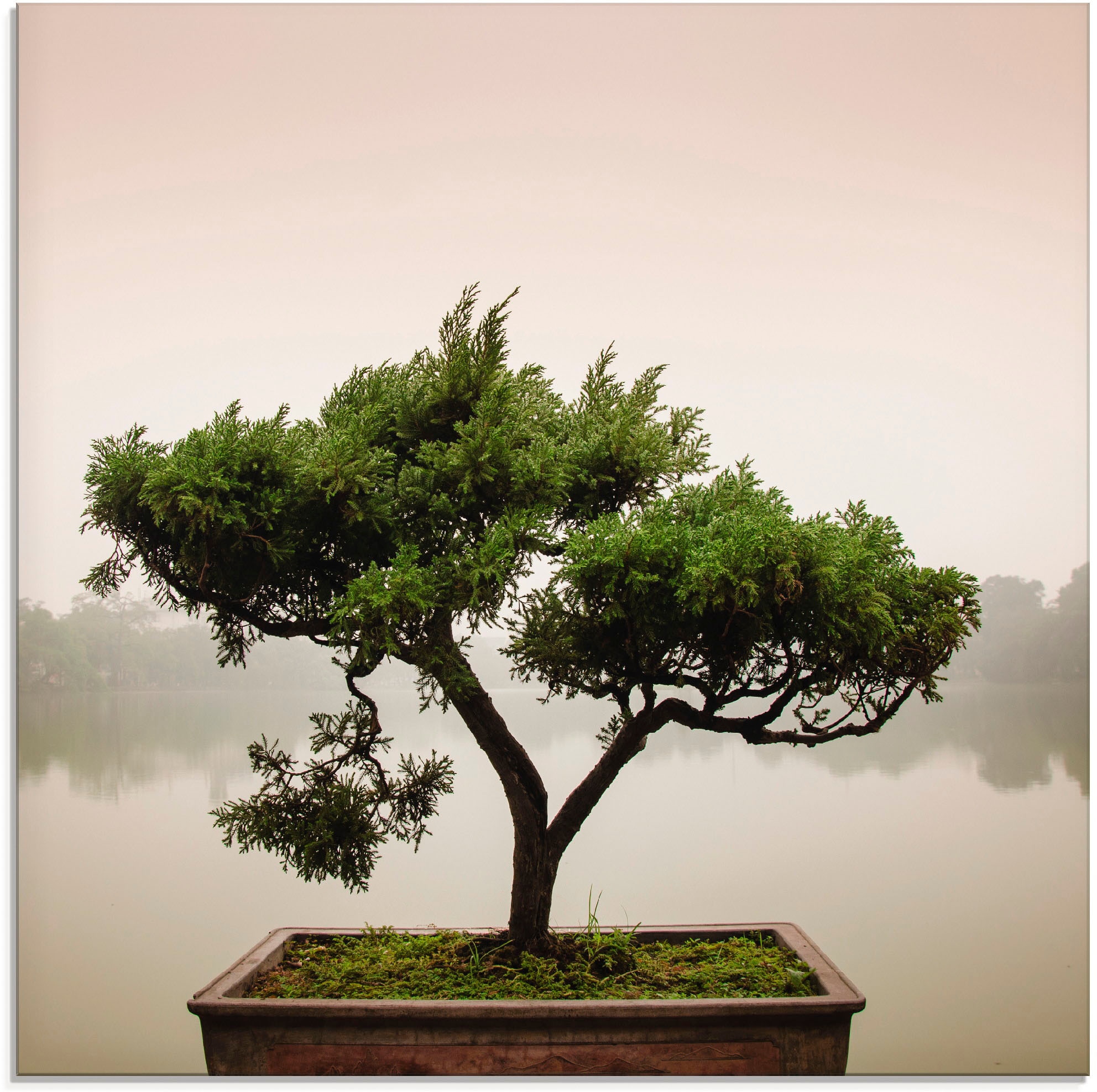 Artland Glasbild "Chinesischer Bonsaibaum", Bäume, (1 St.), in verschiedenen Größen