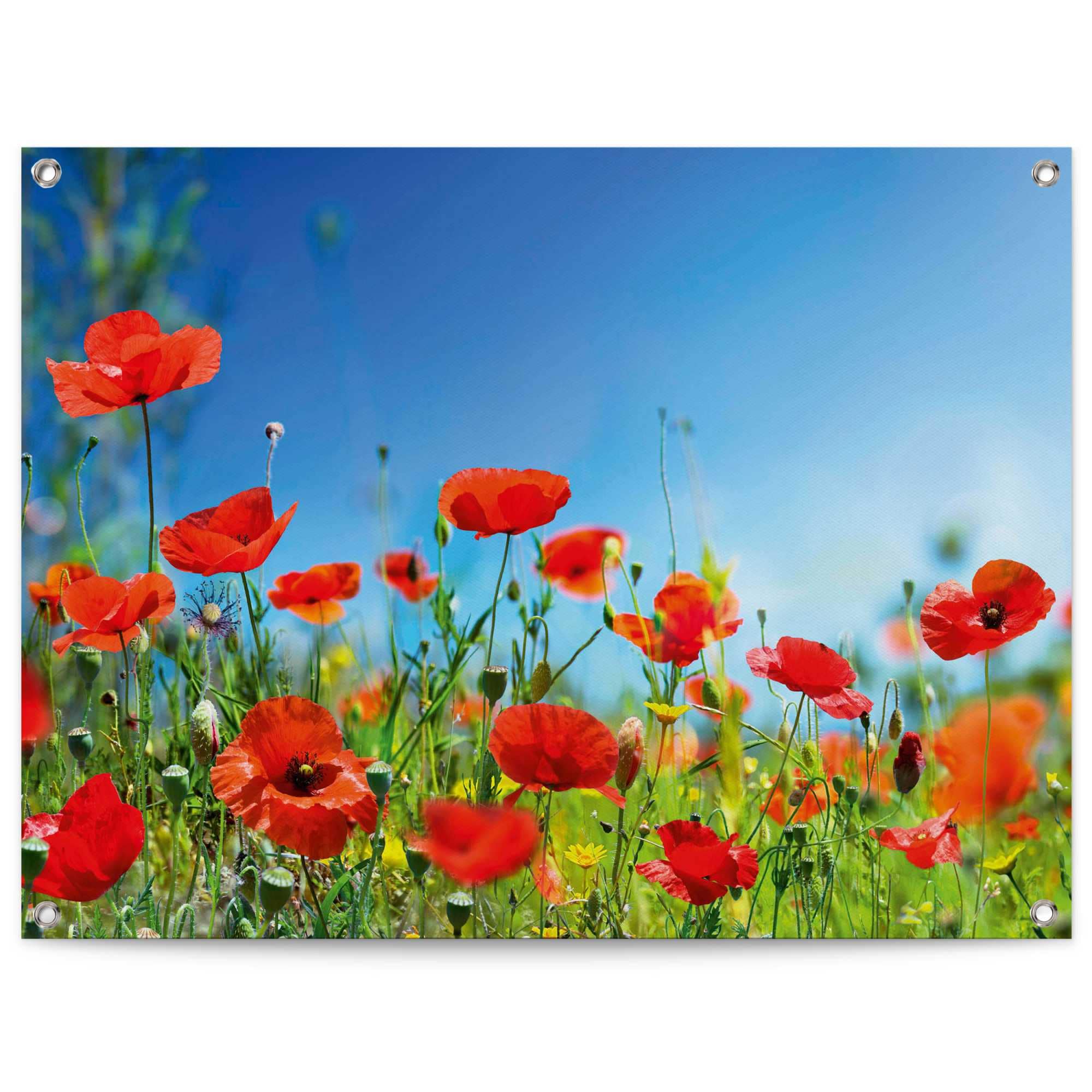 Reinders Poster "Sommerblumen", Outdoor für Garten oder Balkon günstig online kaufen