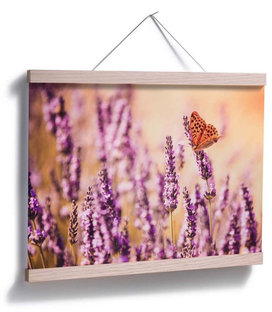 BAUR Poster Lavendel«, Wall-Art Wandbild, Poster, Wandposter Schmetterlinge, Bild, (1 | St.), »Schmetterling bestellen