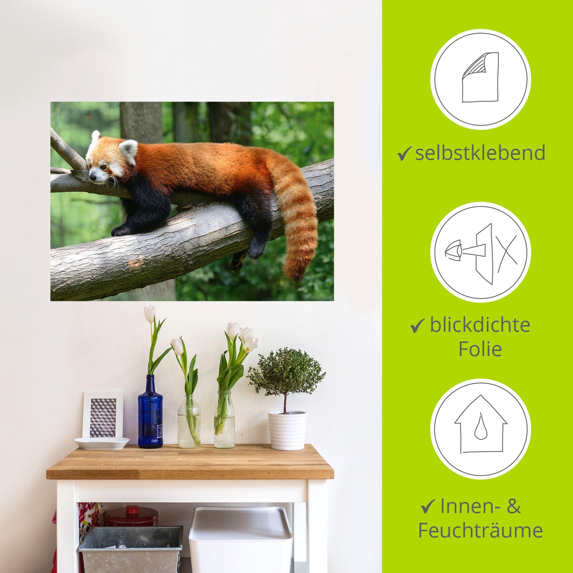 Artland Wandbild »Roter Panda«, Wildtiere, (1 St.), als Poster, Wandaufkleber in verschied. Größen