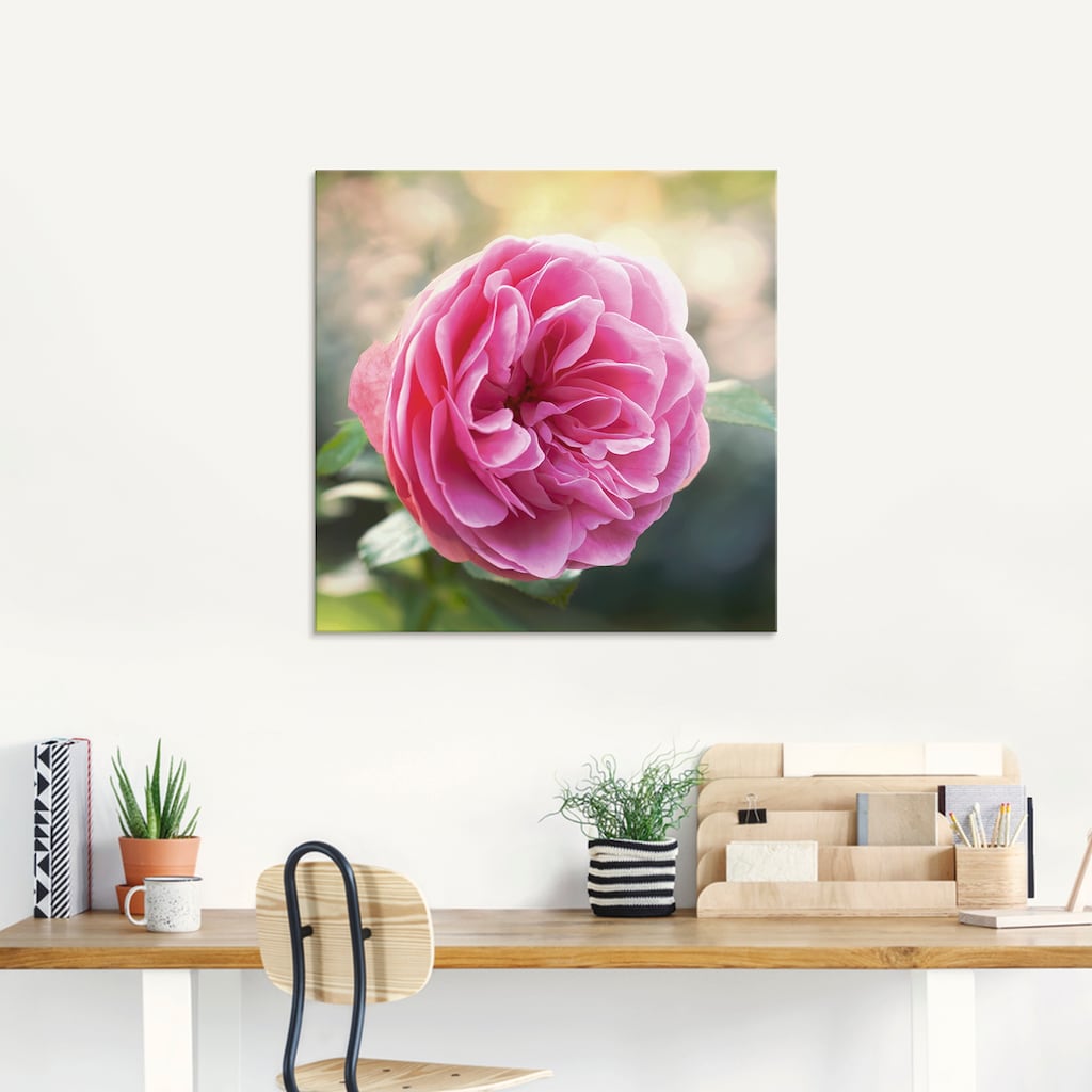 Artland Glasbild »Rosa Rose im Gegenlicht«, Blumen, (1 St.), in verschiedenen Größen