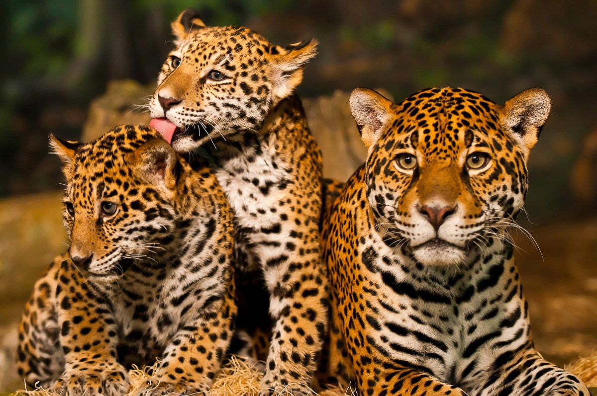 Papermoon Fototapete »Leoparden Familie«