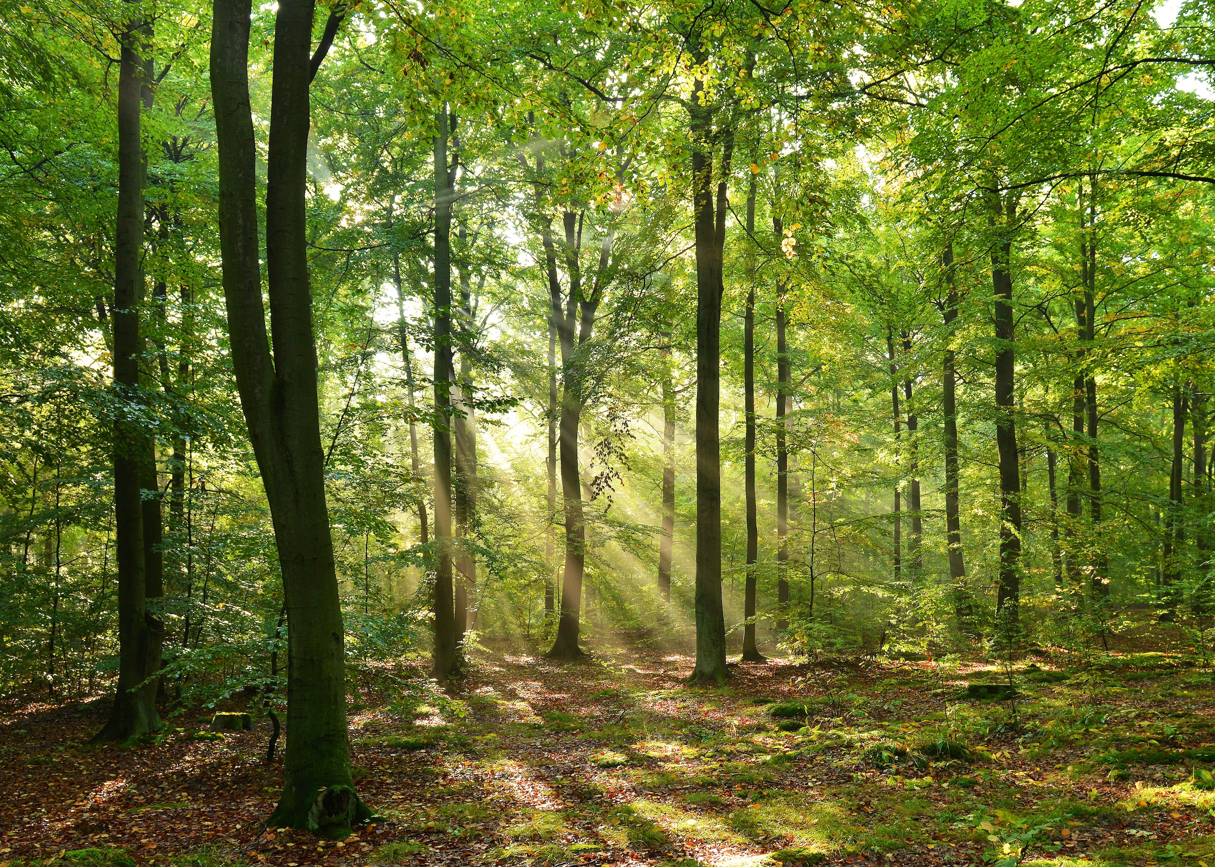 Papermoon Fototapete "Forrest morning" glatt