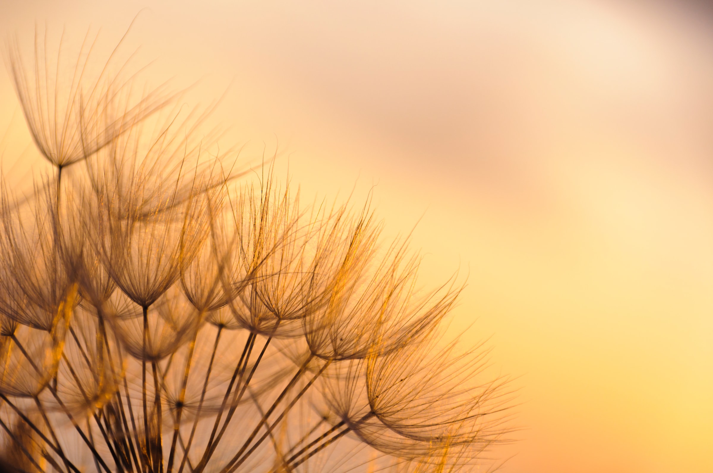 Papermoon Fototapete "Dandelion Sunset" glatt
