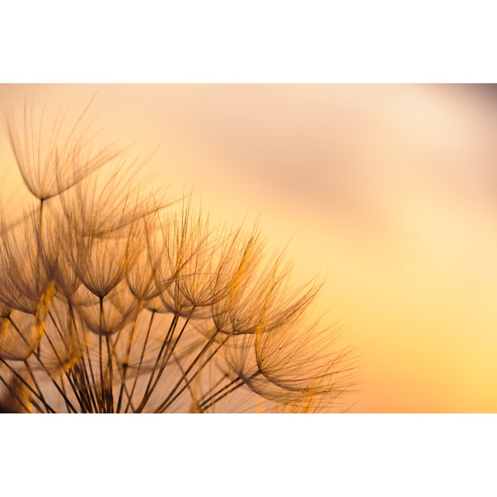 Papermoon Fototapete »Dandelion Sunset«