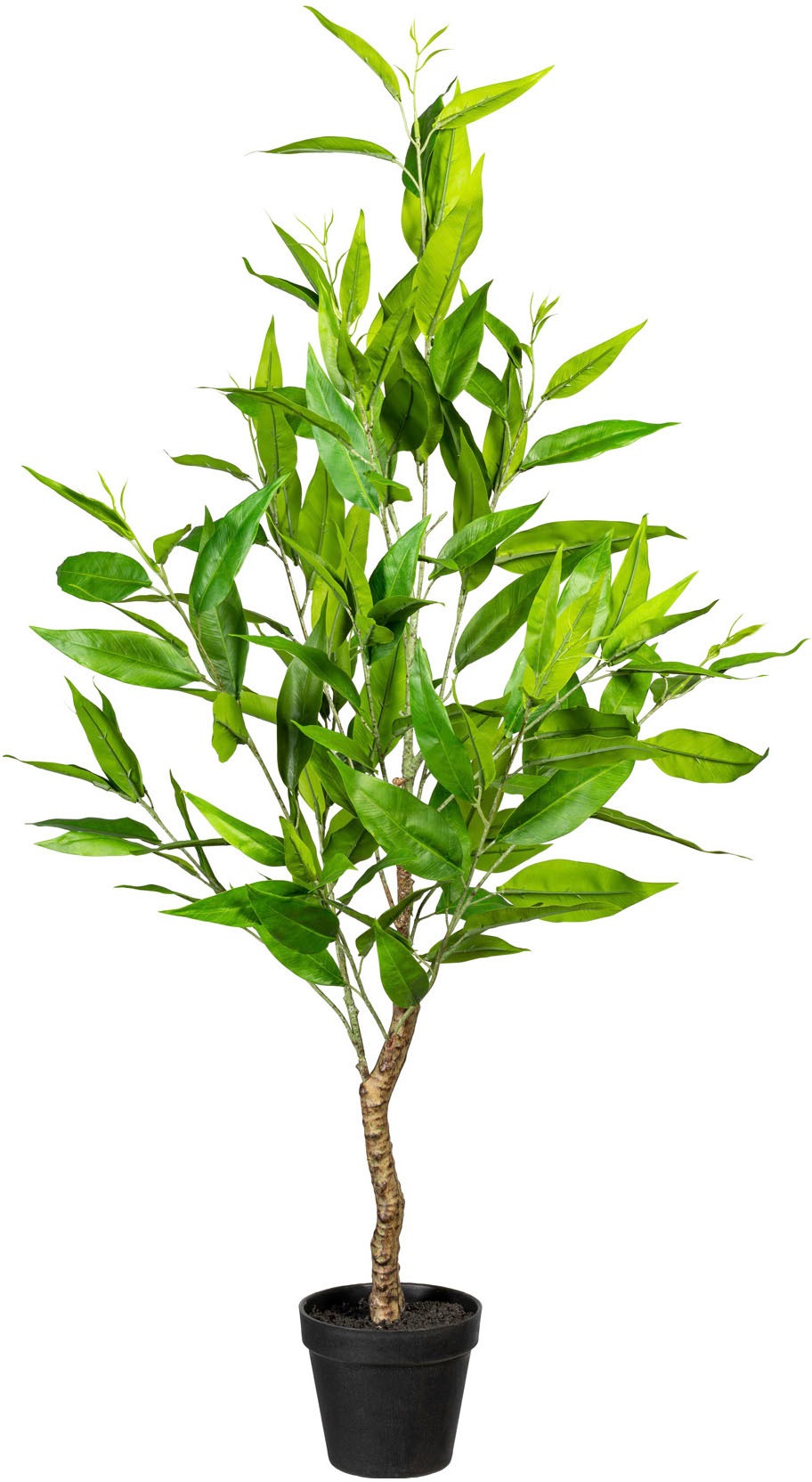 Creativ green Kunstbaum »Eukalypthus«, (1 St.) kaufen