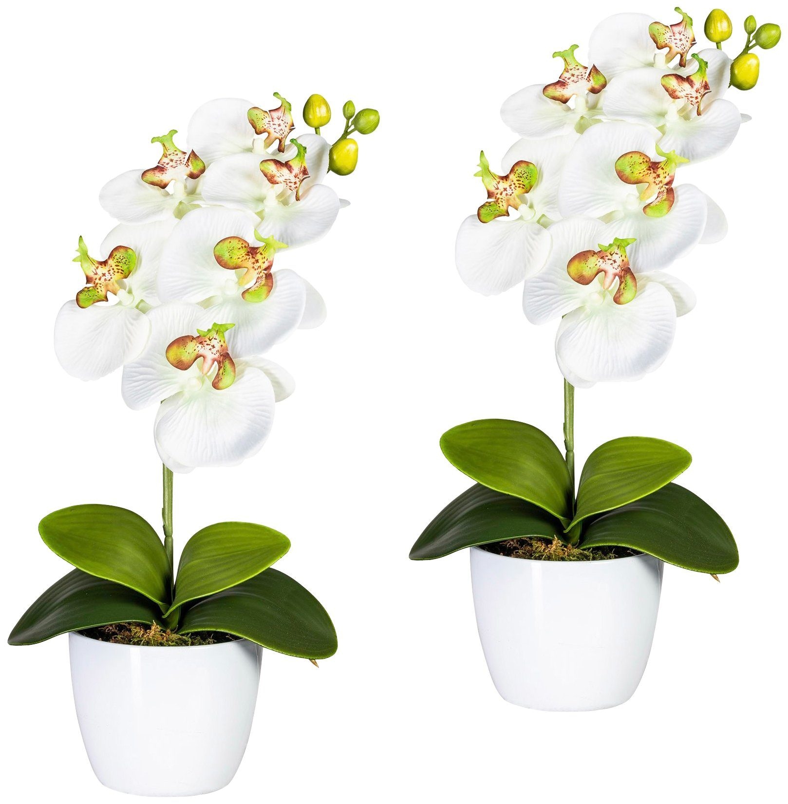 kaufen Keramiktopf green Kunstpflanze | im Phalaenopsis«, »Orchidee Creativ BAUR