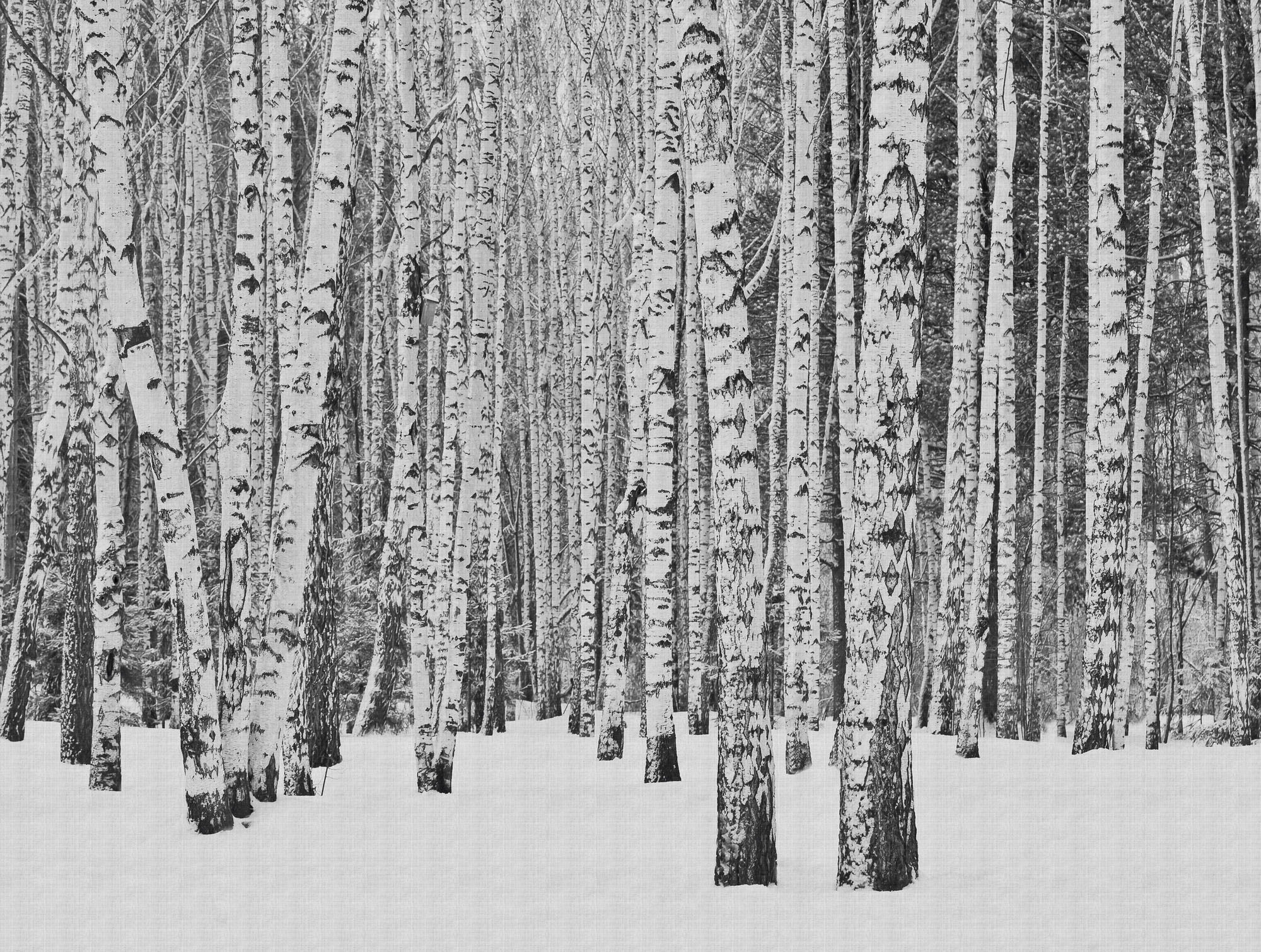 living walls Fototapete "The Wall", Wald-Schwarz-Weiß-Holz, Fototapete Wald Tapete Birkenwald Tapeten modern Design Kind