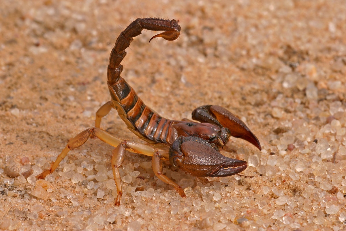 Papermoon Fototapete "Aggressiver Skorpion"