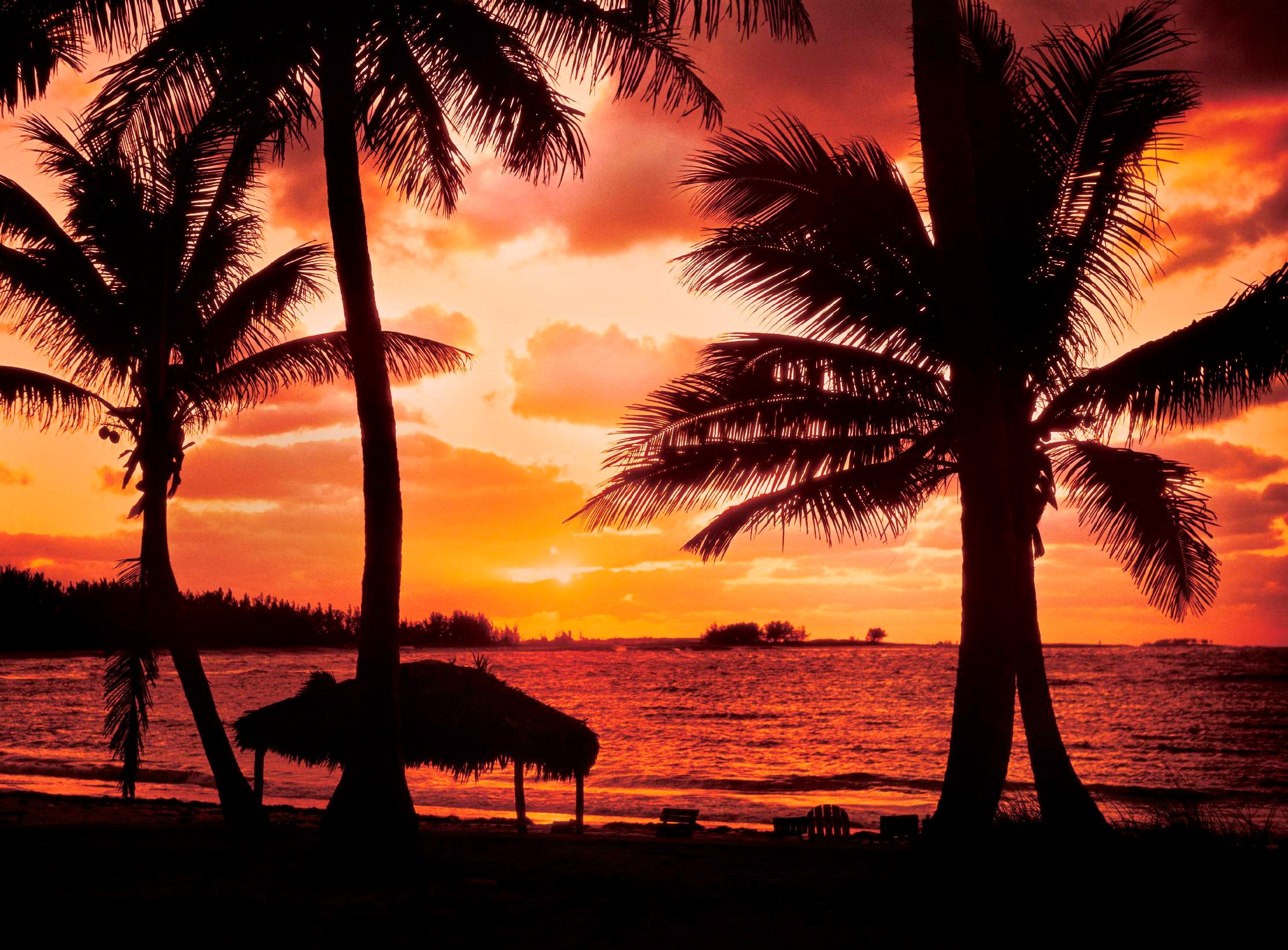Papermoon Fototapete "Palm Beach at Dusk" glatt