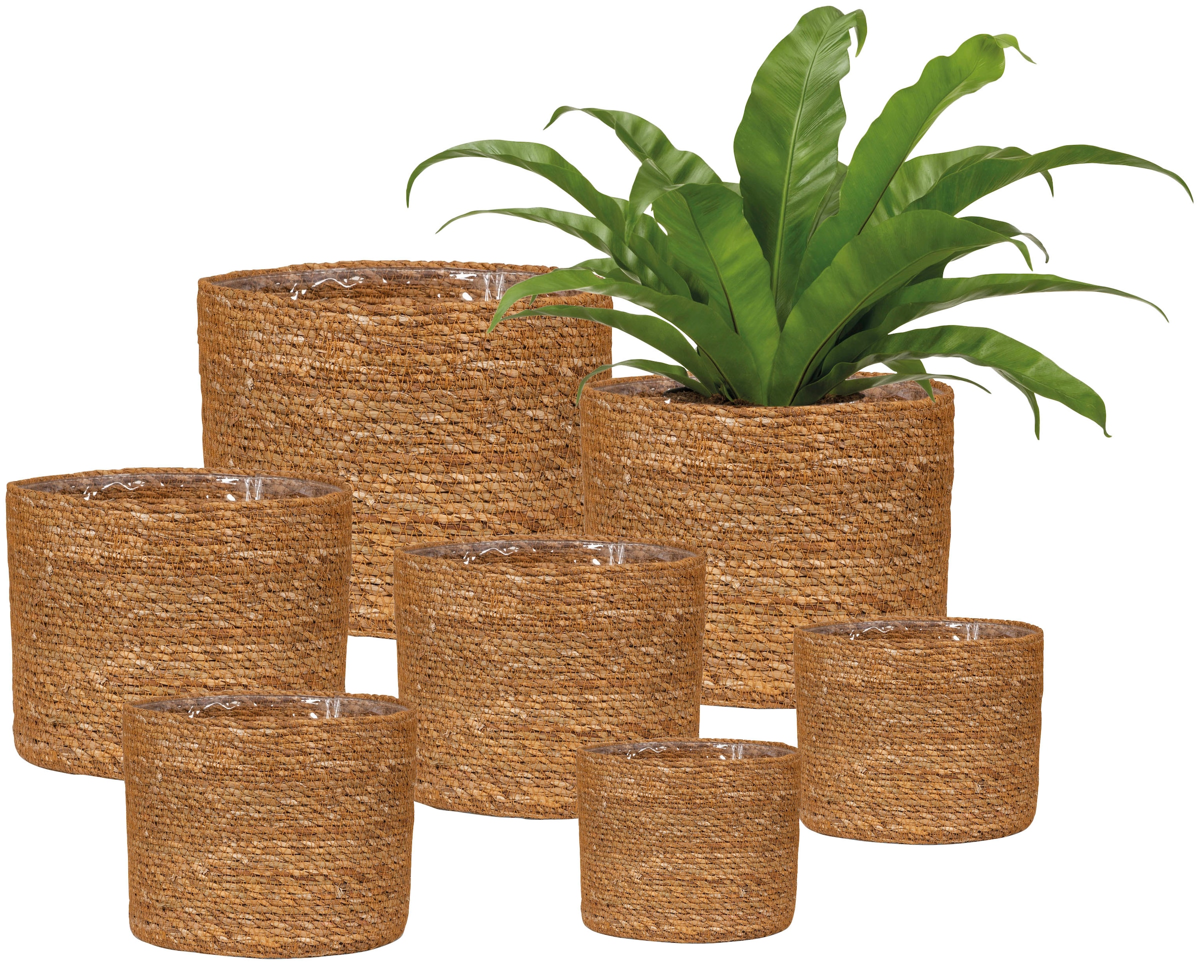 Scheurich Blumentopf »nut 22/508«
