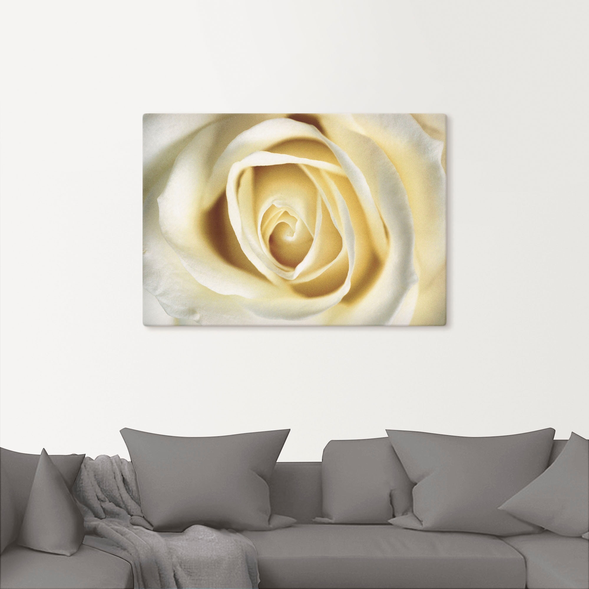 Artland Wandbild »Weiße Rose«, Blumen, (1 St.), als Alubild, Outdoorbild, Leinwandbild in verschied. Größen