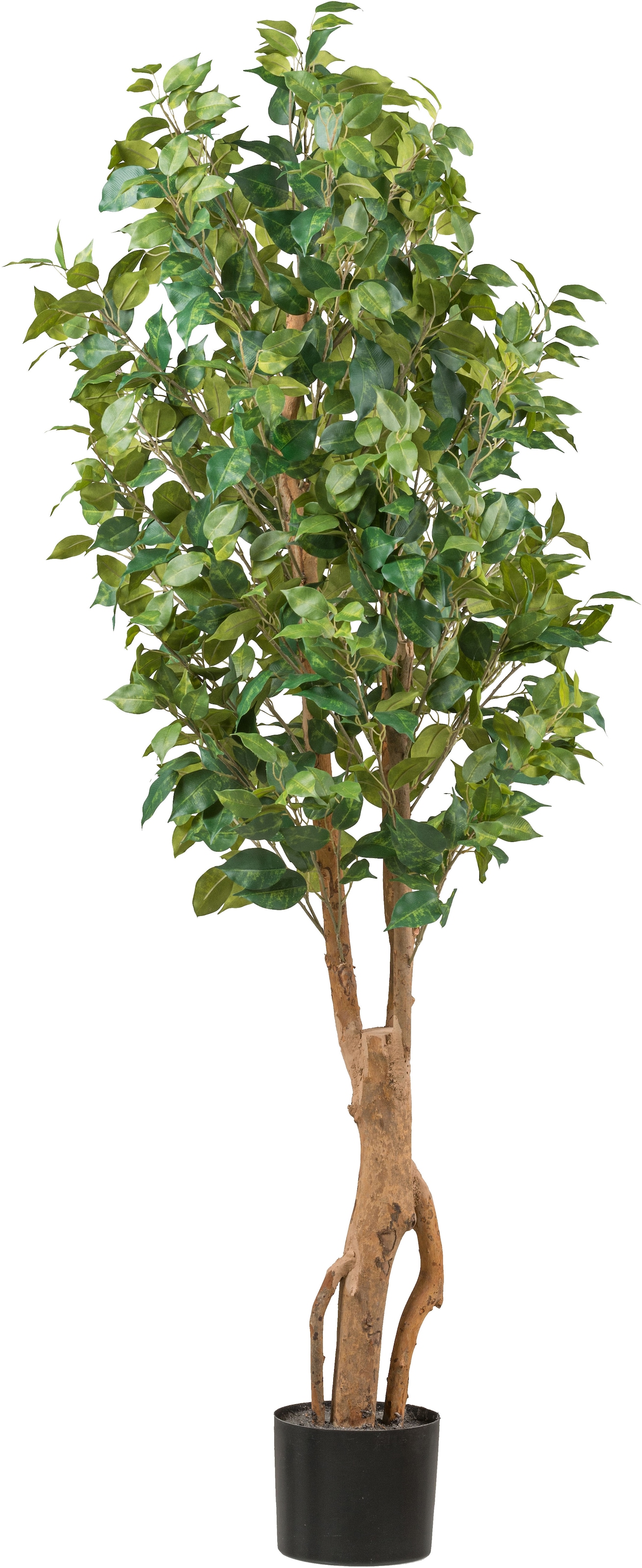 Creativ green Kunstpflanze "Ficus benjamina", mit sehr naturgetreu gestalte günstig online kaufen