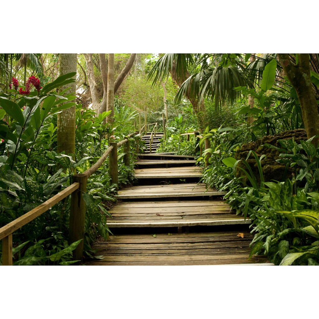 Papermoon Fototapete »Dschungelweg«