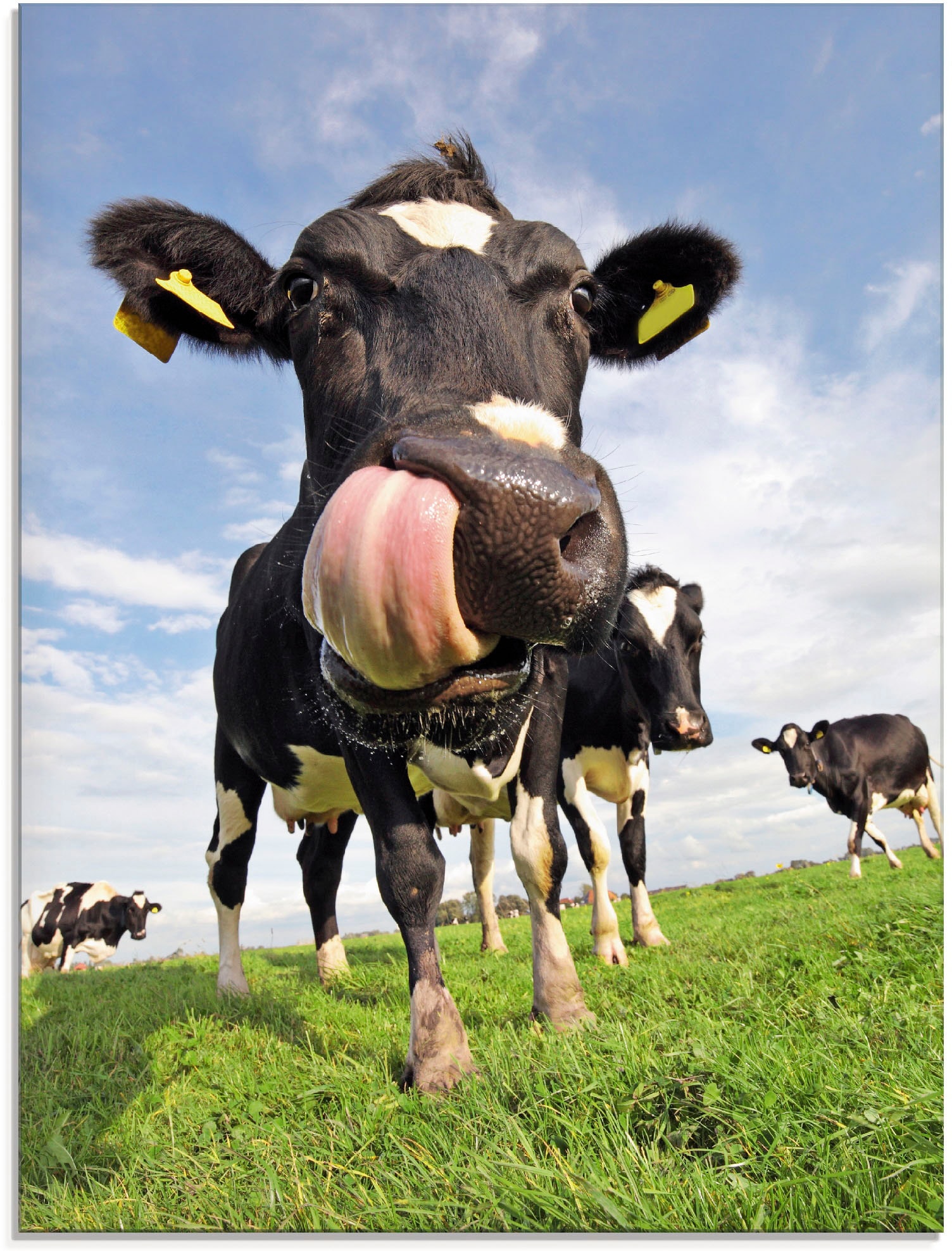 Artland Glasbild "Holstein-Kuh mit gewaltiger Zunge", Haustiere, (1 St.), in verschiedenen Größen