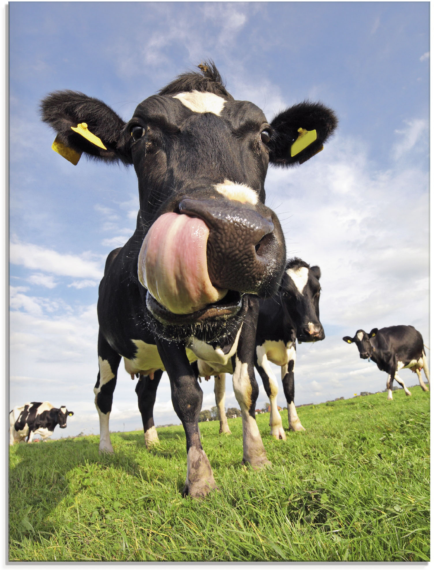 Artland Glasbild "Holstein-Kuh mit gewaltiger Zunge" Haustiere 1 Stk. tlg. in verschiedenen Größen