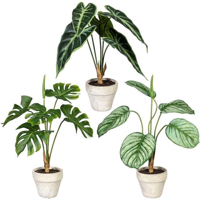 Set 3er Grünpflanzen«, Creativ | aus Künstliche BAUR Zimmerpflanze Zementtopf, bestellen green im »Set