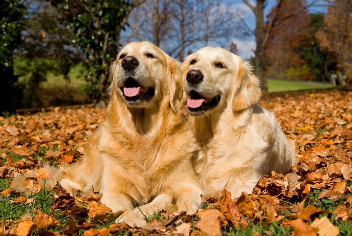 Papermoon "Golden Retriever"