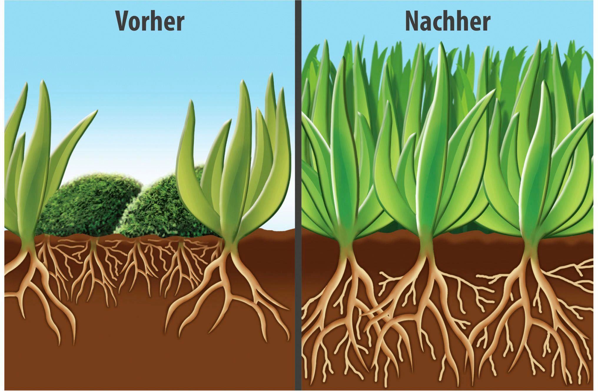 Compo Rasendünger »mit Moosvernichter«, 1,5 kg, für 50 m², 1,5 kg