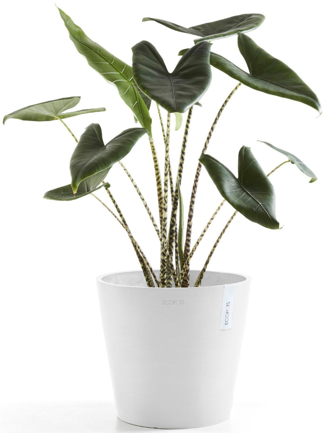 ECOPOTS Blumentopf »Amsterdam 40 Weiß« für innen und außen: frostsicher, bruchsicher und lichtbeständig