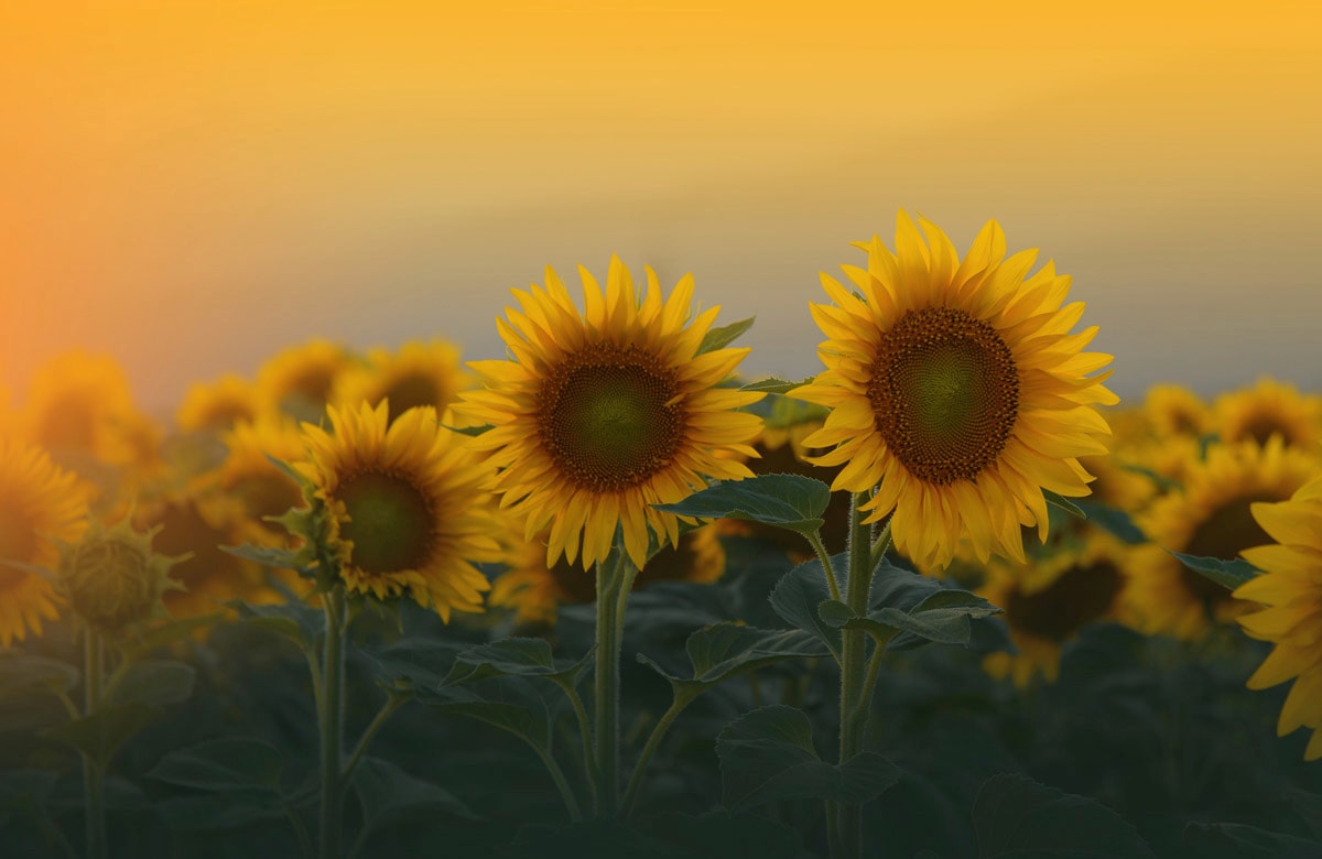 Papermoon Fototapete "SONNENBLUMEN-ANEMONE MAKRO ABSTRAKT KUNST WIESE PFLANZE"