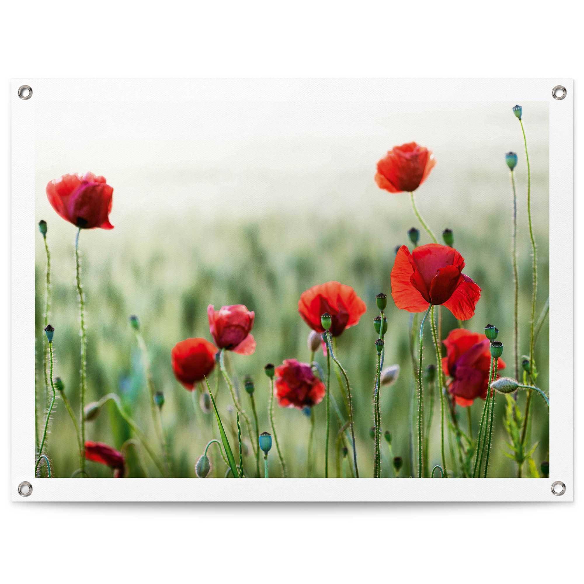 Reinders Poster "Mohnblüten", Outdoor für Garten oder Balkon günstig online kaufen