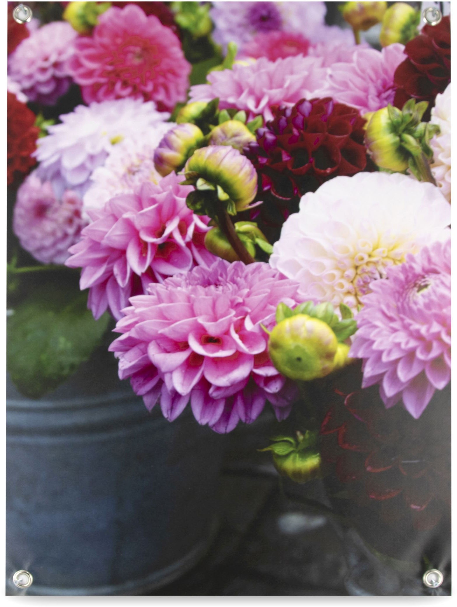 Art for the home Poster »Garten - Dahlien«, (1 St.), Poster, Wandbild, Bild, Wandposter