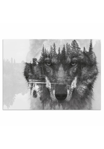 Home affaire Acrylglasbild »Wolf« 60/40 cm