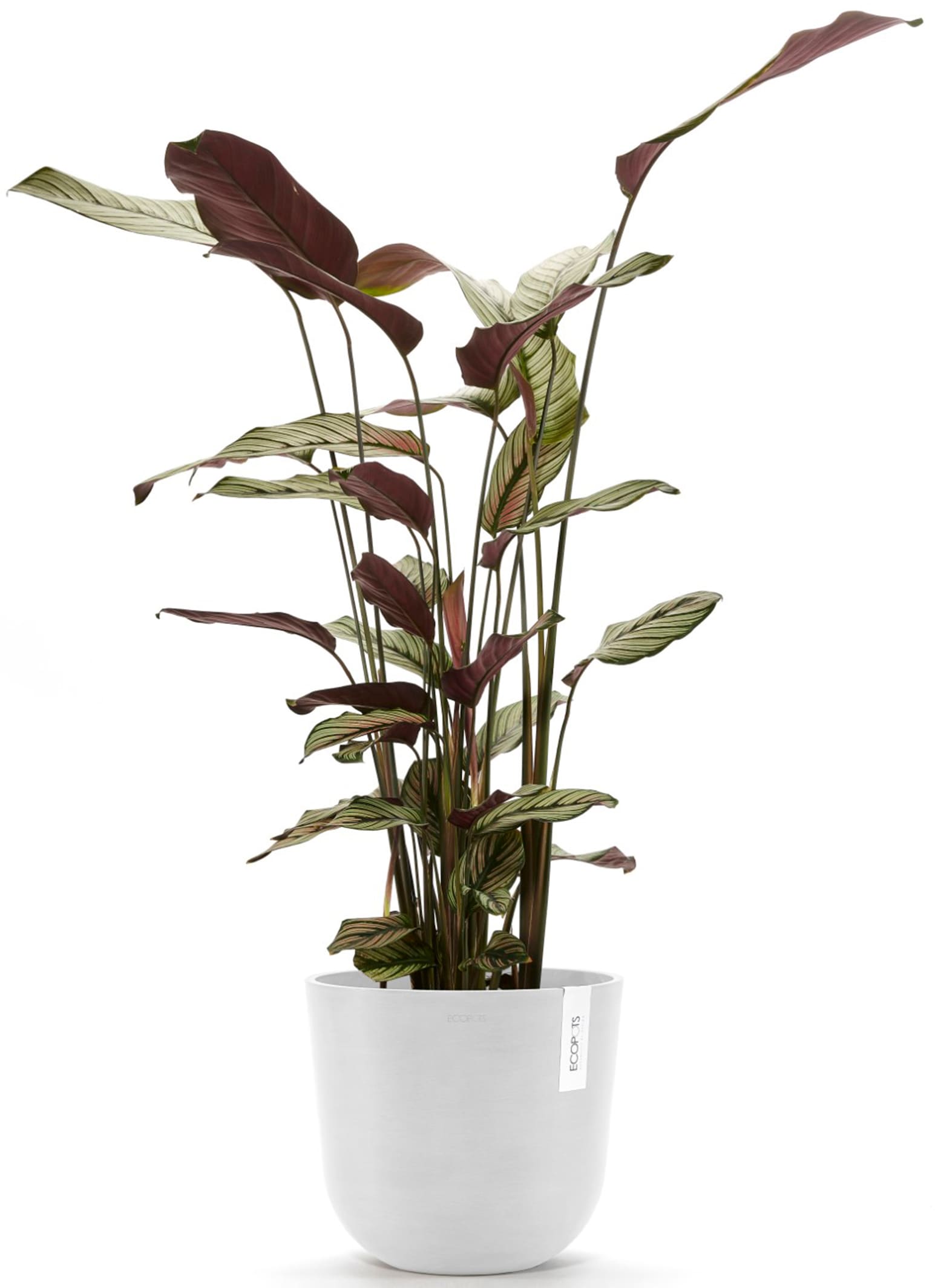 ECOPOTS Blumentopf »Oslo 25 + Wassersystem Weiß«, für innen und außen: frostsicher, bruchsicher und lichtbeständig