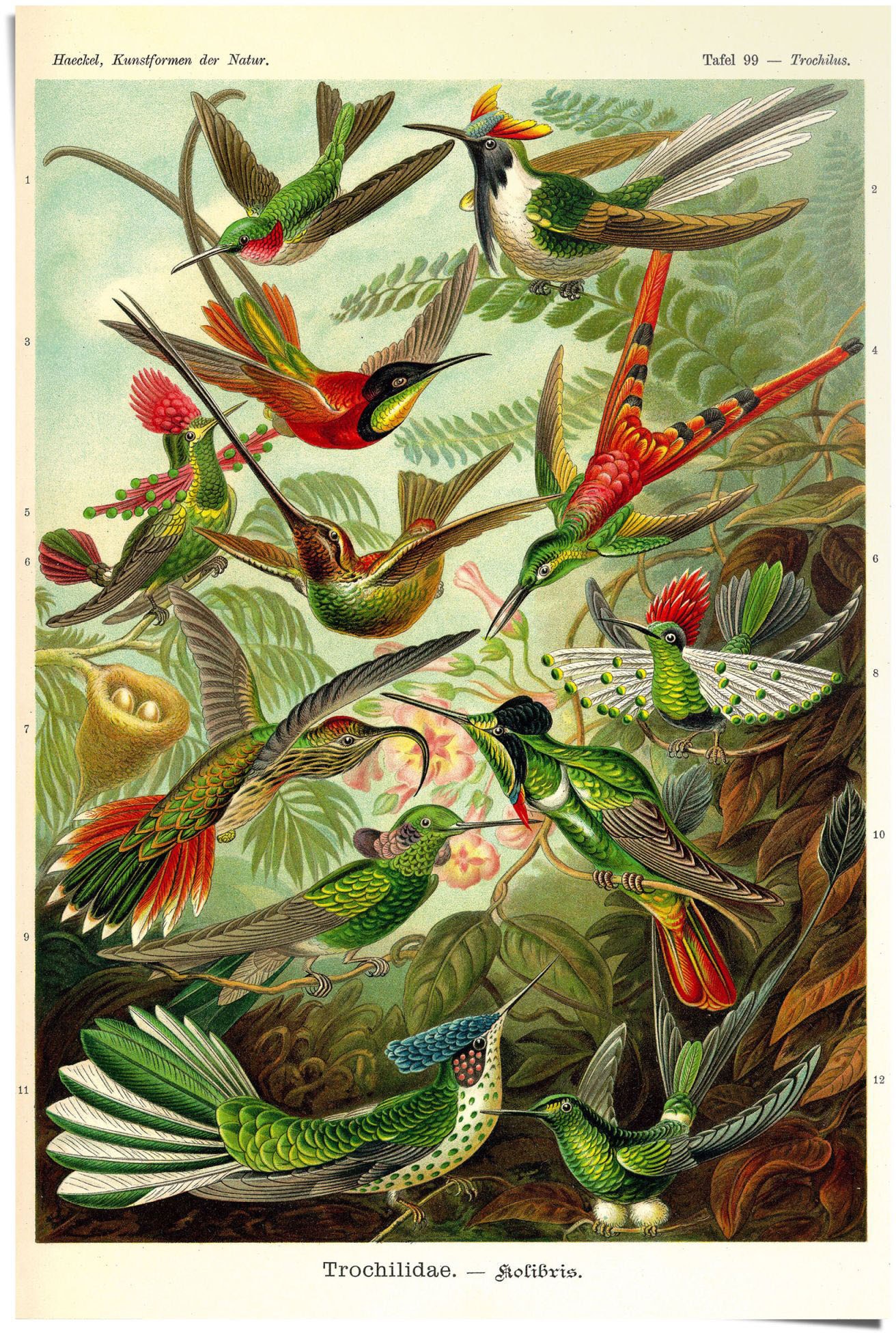 Reinders "Kolibris Lithografie" 1 tlg. günstig online kaufen
