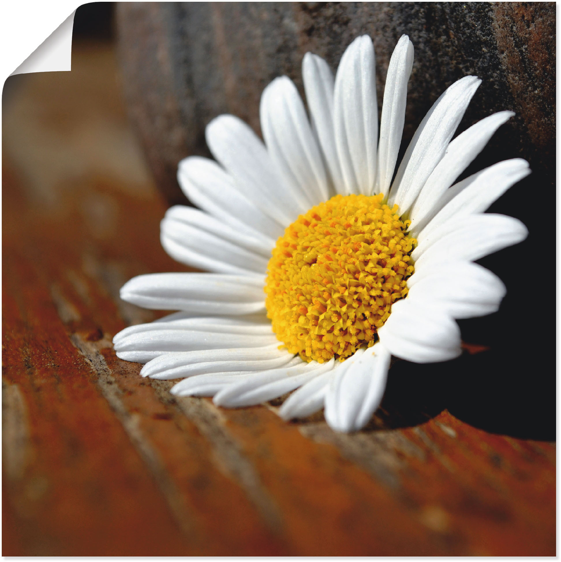 Artland Poster "Margeriten Stillleben" Blumen 1 Stk. tlg. ohne Rahmen