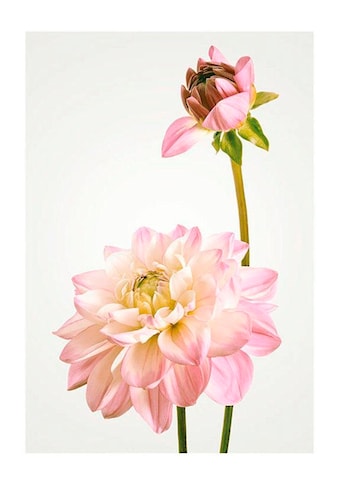 Komar Poster »Dahlia« Blumen (1 St.) vaikų k...