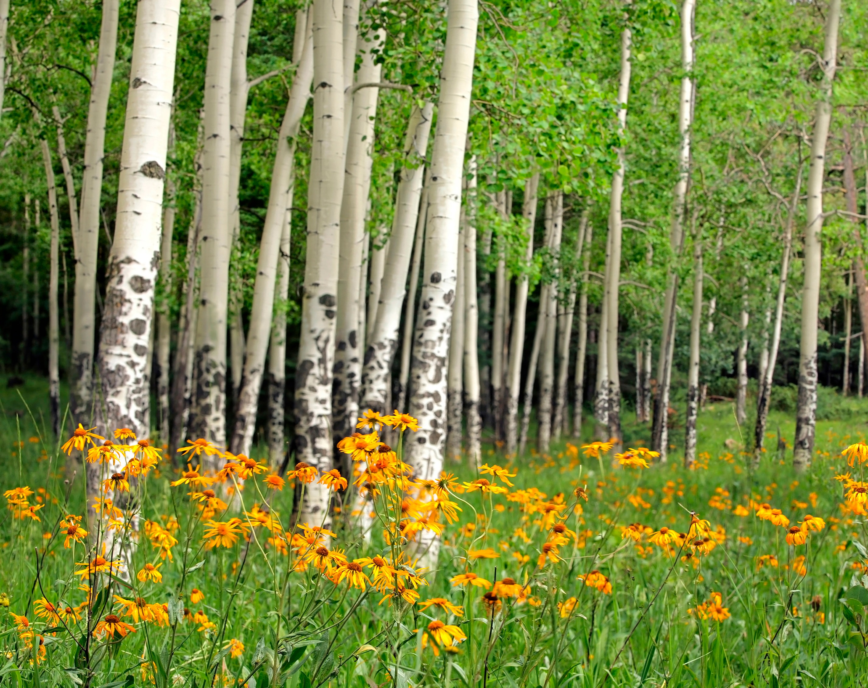 Papermoon Fototapete "Aspen Grove and Orange Wildflowers" glatt