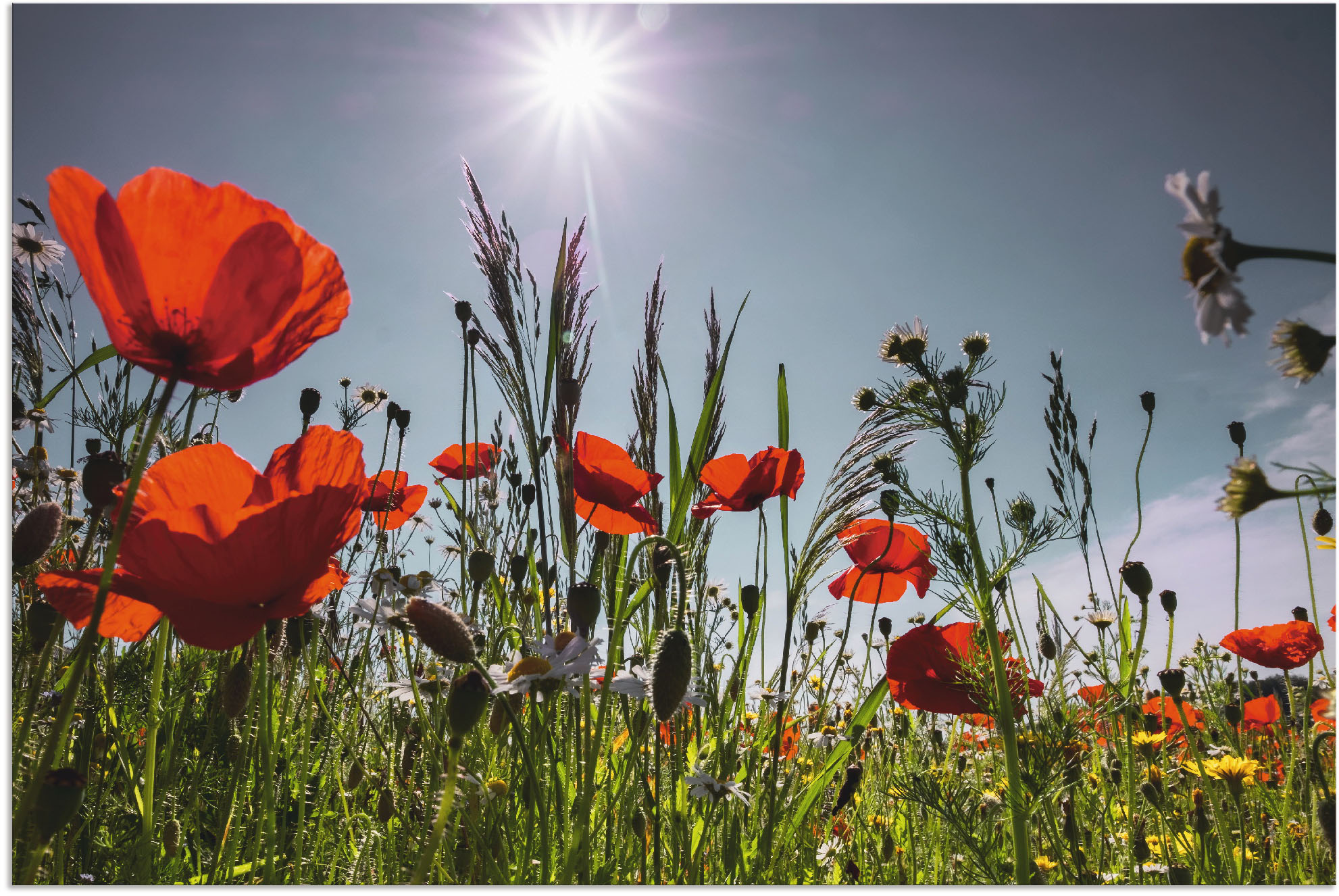 Artland Alu-Dibond-Druck "Mohnblumenwiese" Blumenwiese 1 Stk. tlg. für Innen- und Außenbereich geeignet, Outdoorbild