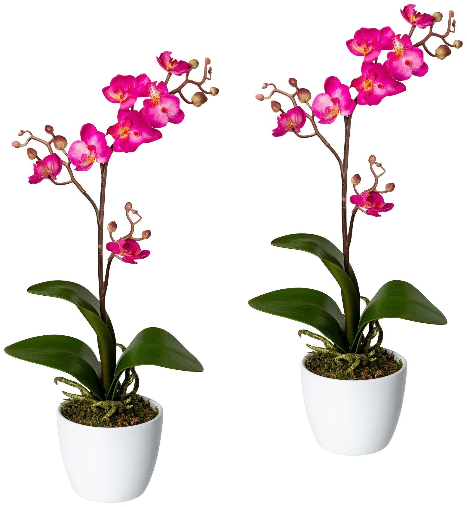 Creativ green Kunstpflanze »Orchidee Phalaenopsis« i...