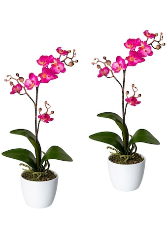 Creativ green Kunstpflanze »Orchidee Phalaenopsis« i...