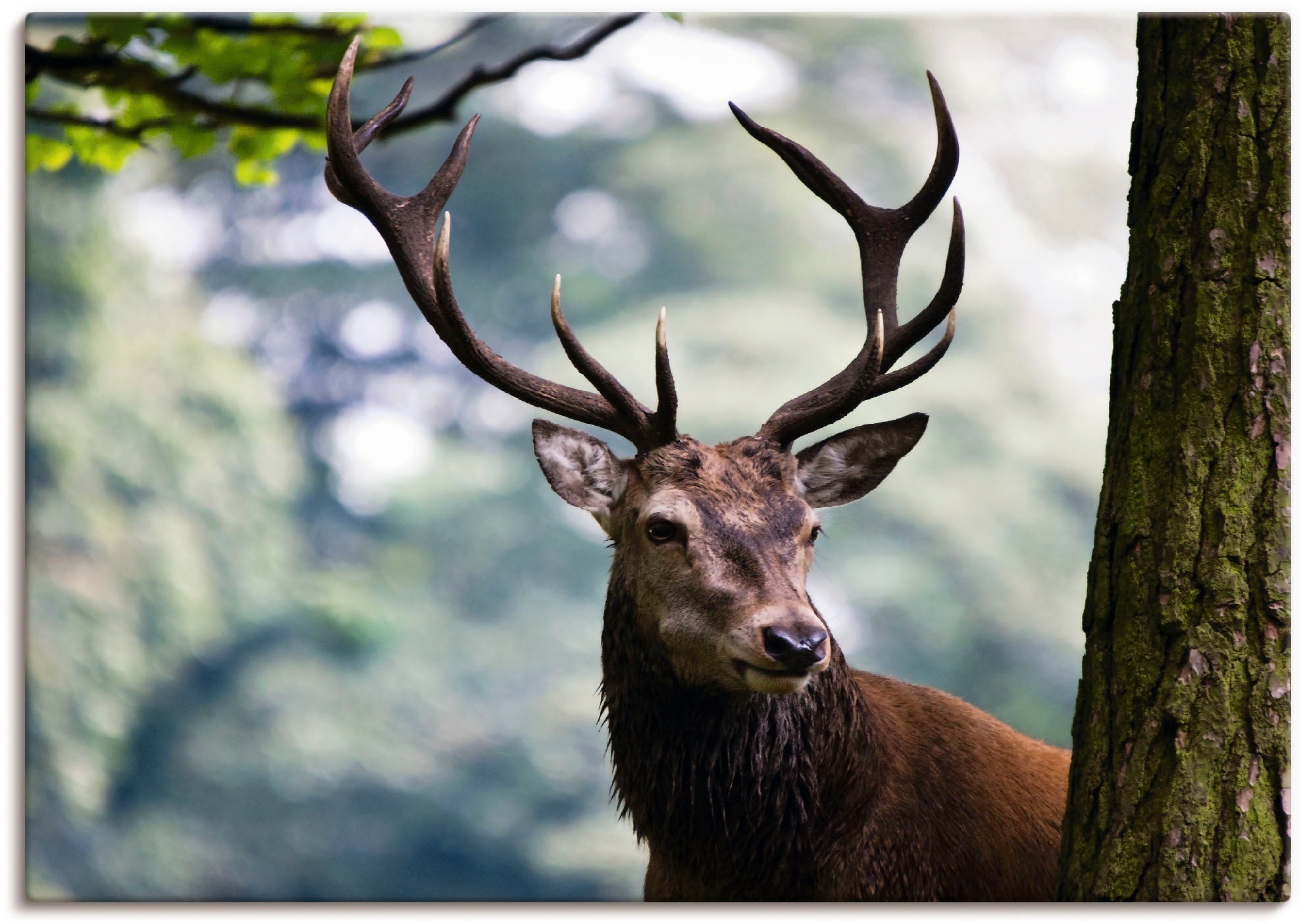 Artland Wandbild "Hirsch" Wildtiere 1 Stk. tlg. als Alubild, Outdoorbild, L günstig online kaufen