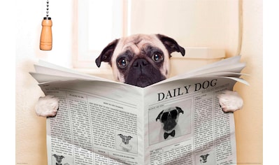 Fototapete »Newspaper Dog«