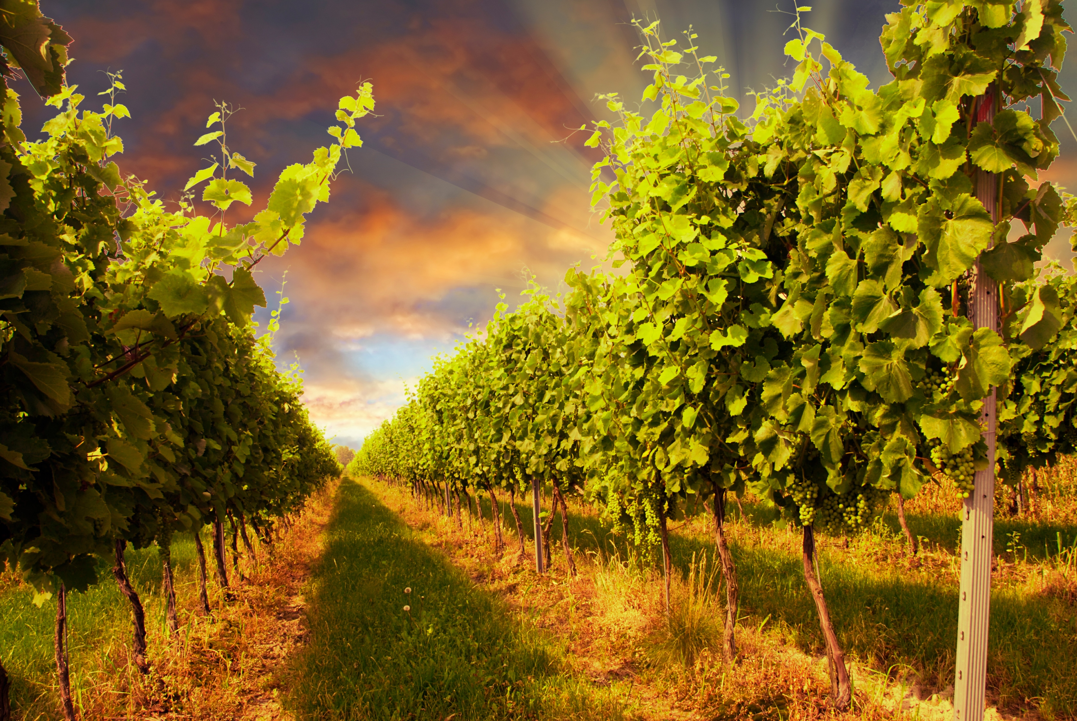 Papermoon Fototapete "Sunset Vineyard" glatt