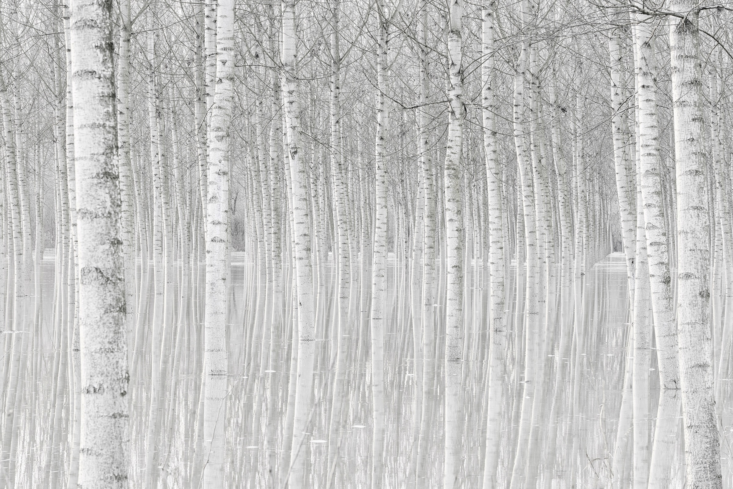 Papermoon Fototapete »Photo-Art  AGLIONI SIMONE, BÄUME«