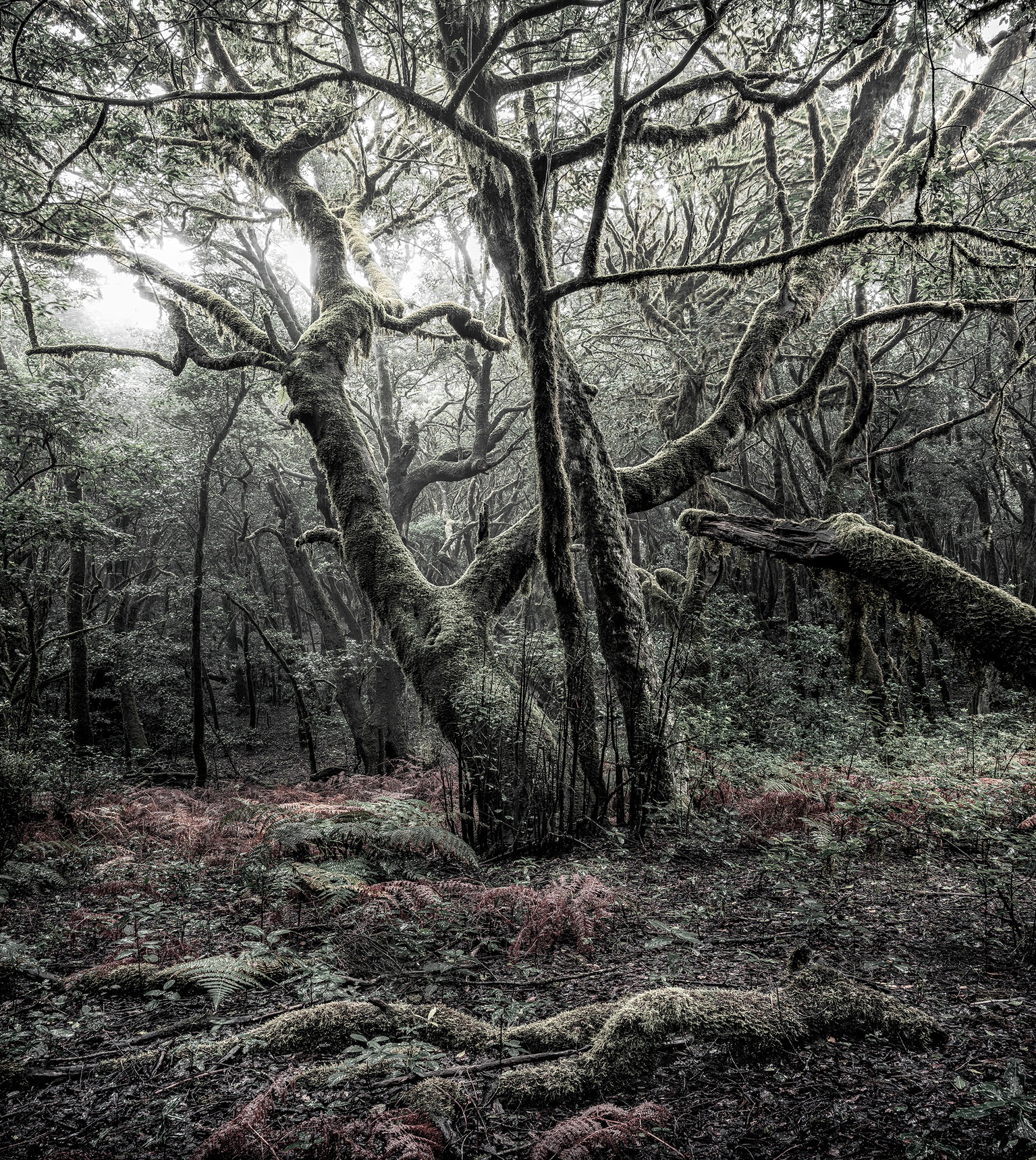 Komar Vliestapete »Das Model« 250x280 cm (Br...