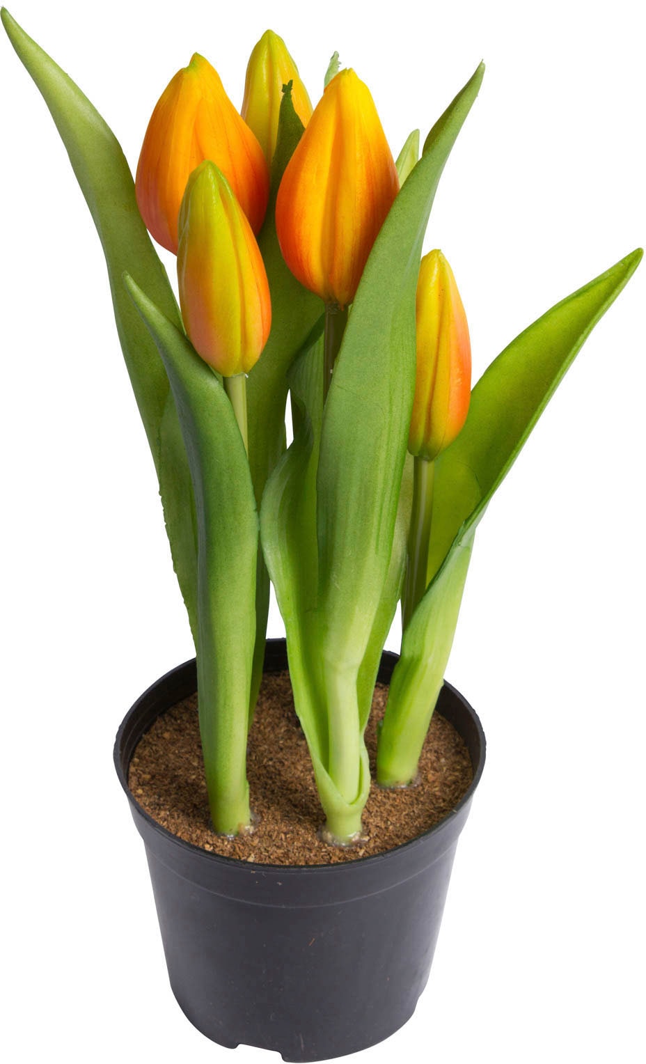 my home Kunstblume "Tulpenpflanze mit 5 Knospen" günstig online kaufen