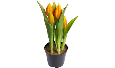 my home Kunstblume »Tulpenpflanze mit 5 Knospen« kaufen