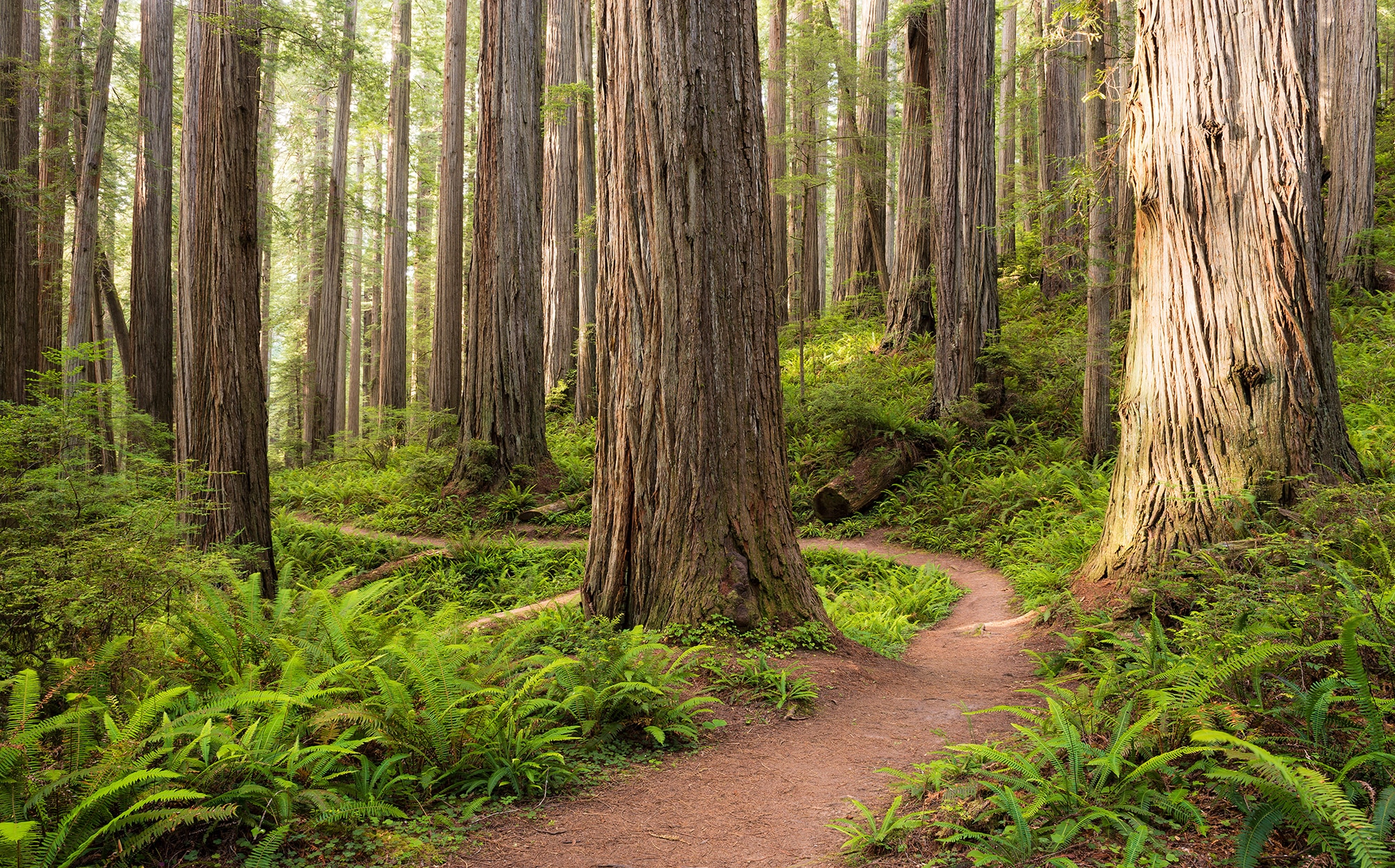 Komar Vliestapete "Redwood Trail", 450x280 cm (Breite x Höhe), Wohnzimmer, Schlafzimmer