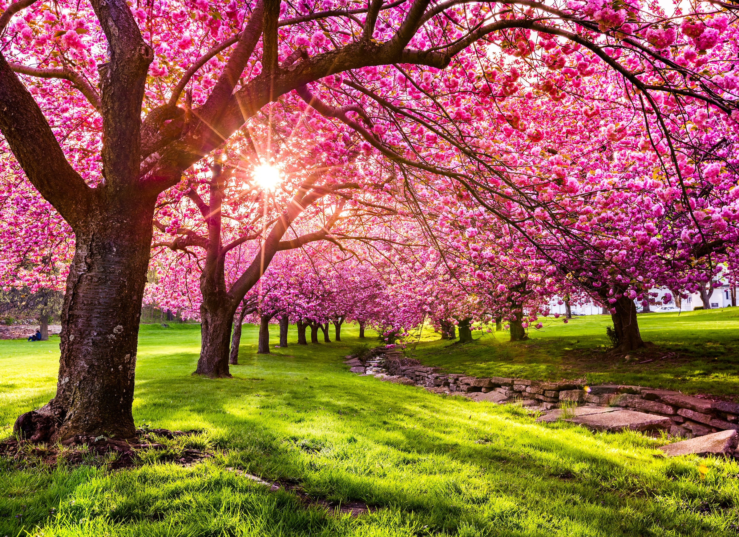 Papermoon Fototapete "Cherry Tree Blossom" glatt
