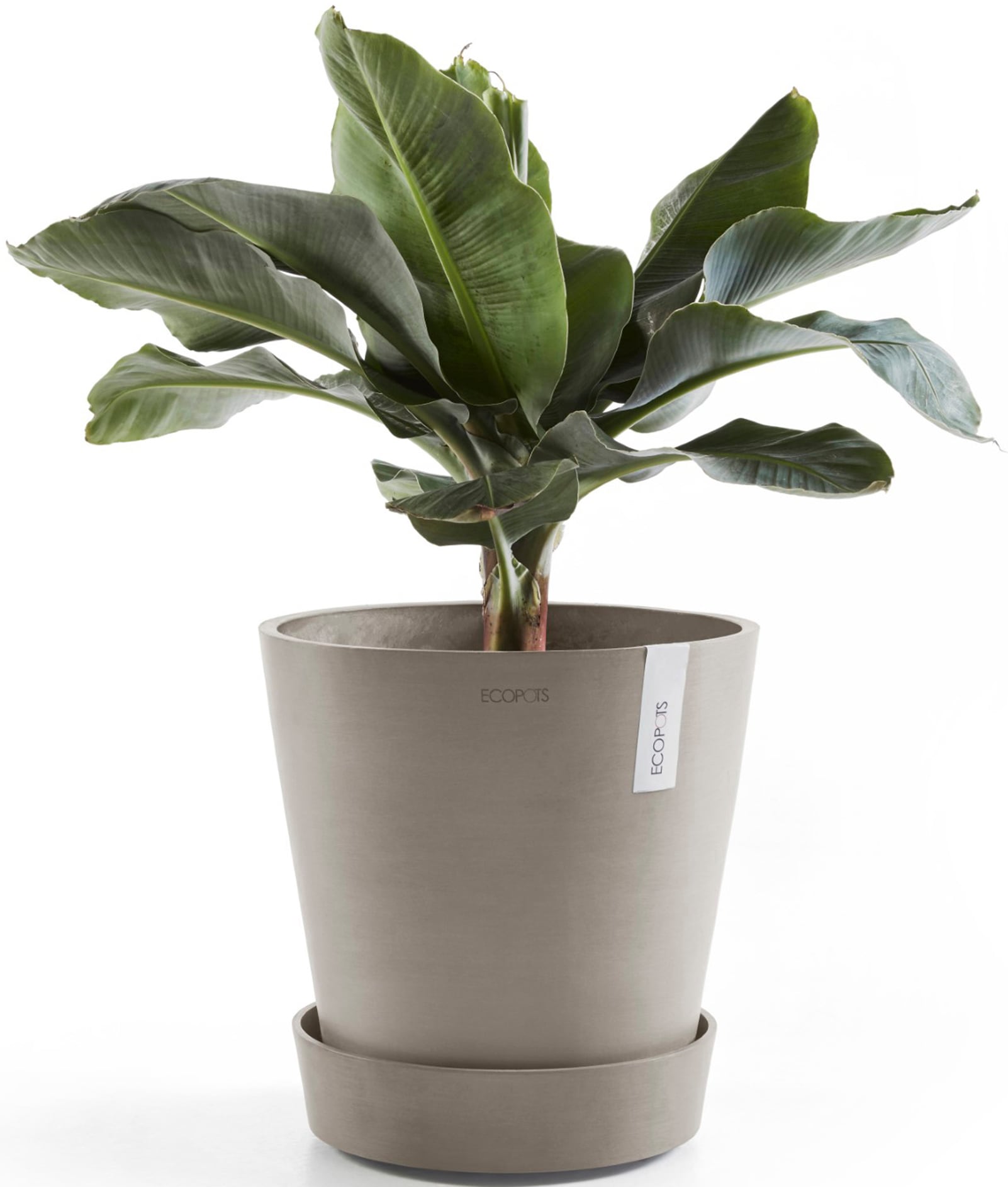 ECOPOTS Topfuntersetzer »mit Rollen 60 Taupe«, für innen und außen: frostsicher, bruchsicher und lichtbeständig