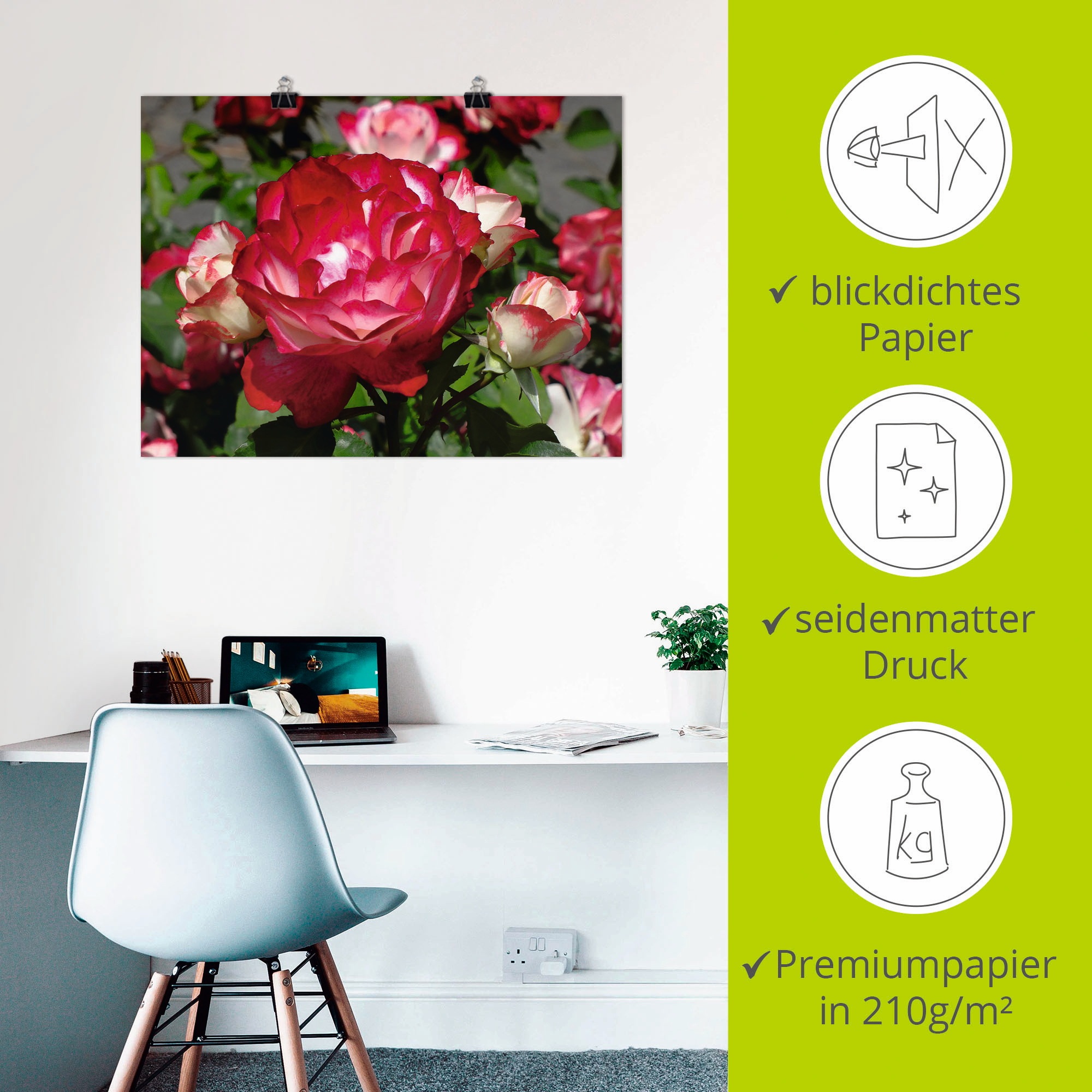 Artland Wandbild »Rot weiße Rosenblüte«, Blumen, (1 St.), als Poster, Wandaufkleber in verschied. Größen