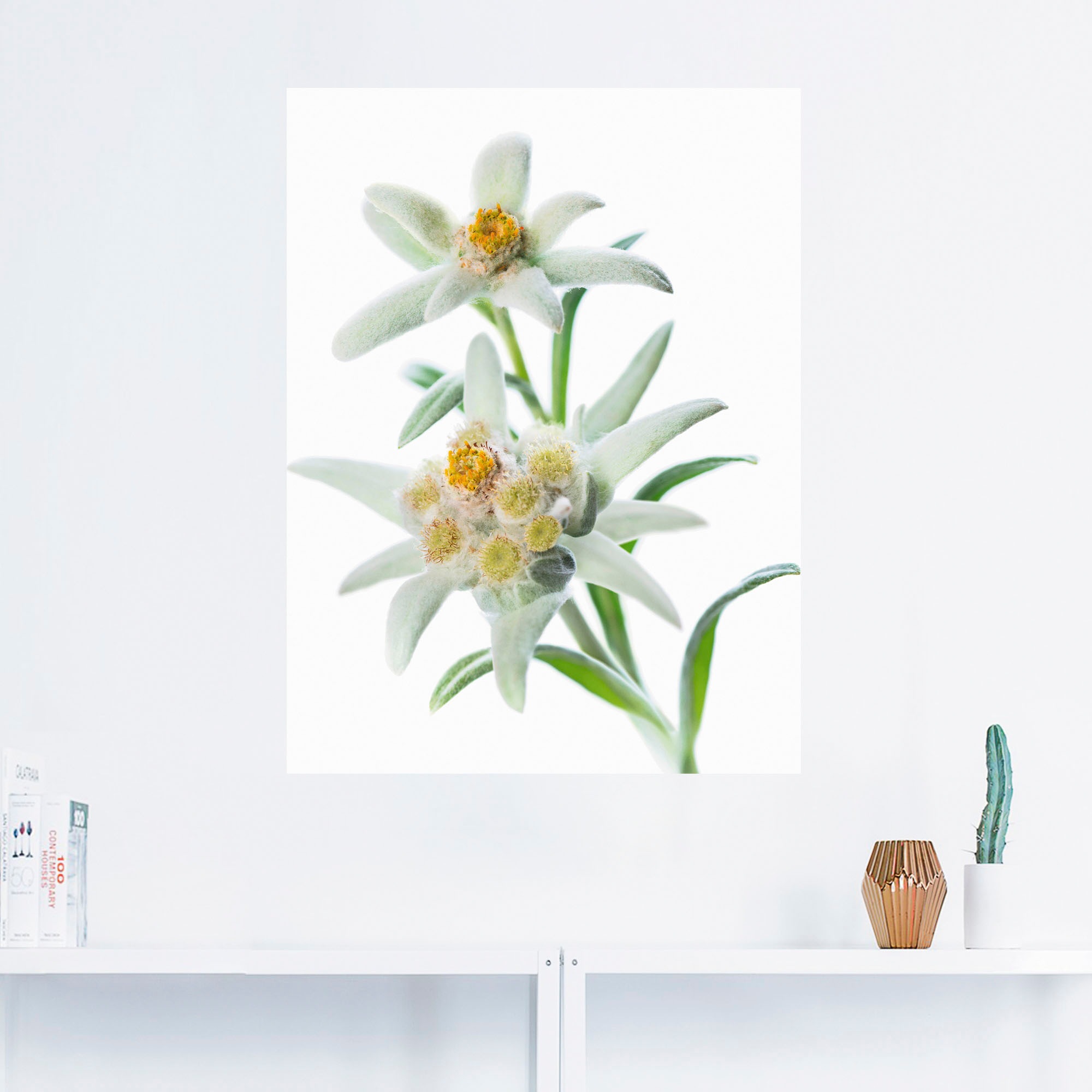 Artland Wandbild "Edelweiss", Blumen, (1 St.), als Poster, Wandaufkleber in günstig online kaufen