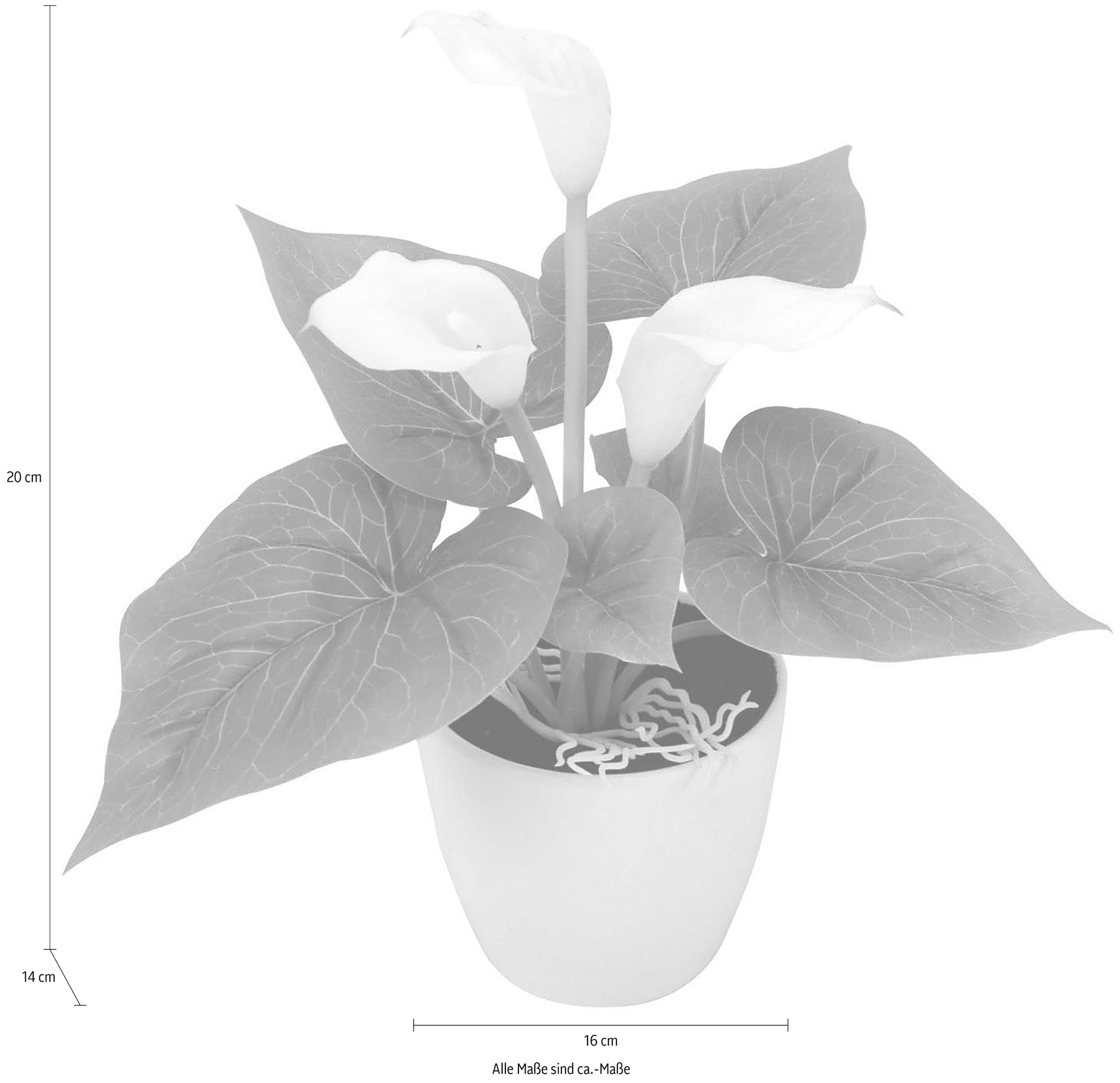 I.GE.A. Kunstpflanze »Mini Calla«
