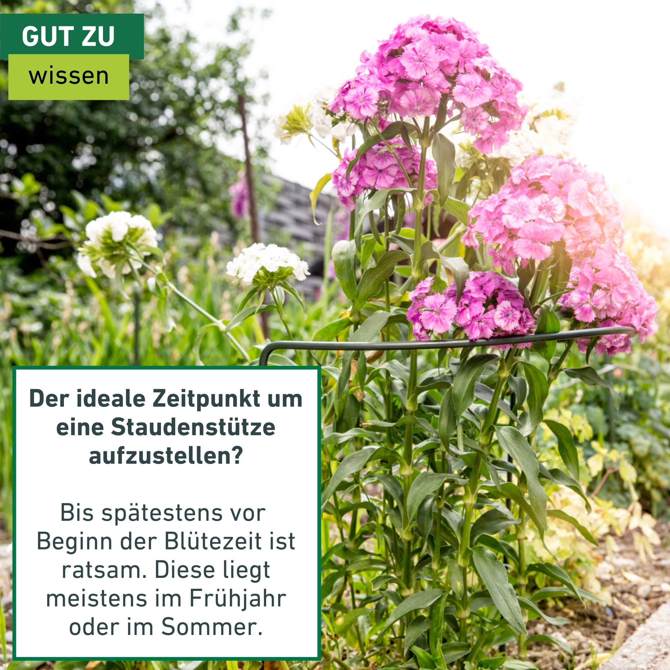 Windhager Rankhilfe »für optimalen Pflanzenwuchs, Staudenstütze« Pflanzstab erhältlich in unterschiedlichen Größen